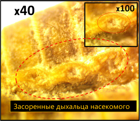 Порошок для профилактической дезинсекции "Террицепт - Кристалл" 1000г