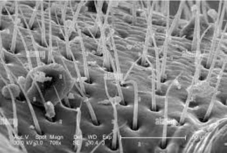 Порошок для профилактической дезинсекции "Террицепт - Кристалл" 1000г