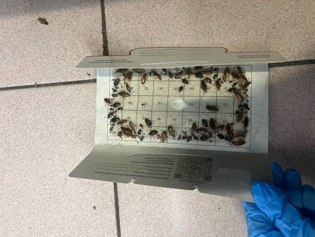 PCG® 100 клеевой монитор-ловушка для тараканов с онлайн-редактором таблиц