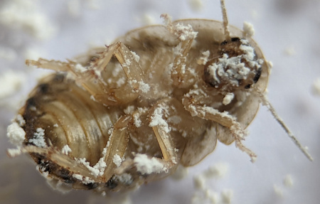 Порошок для профилактической дезинсекции "Террицепт - Кристалл" 1000г