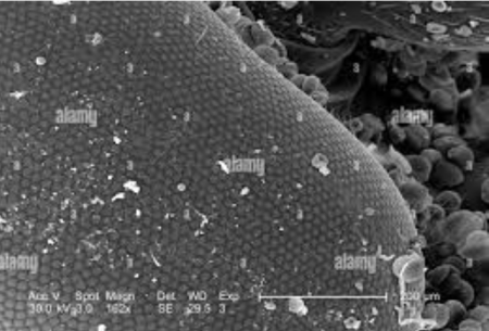 Порошок для профилактической дезинсекции "Террицепт - Кристалл" 1000г