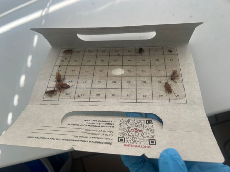 PCG® 100 клеевой монитор-ловушка для тараканов с онлайн-редактором таблиц