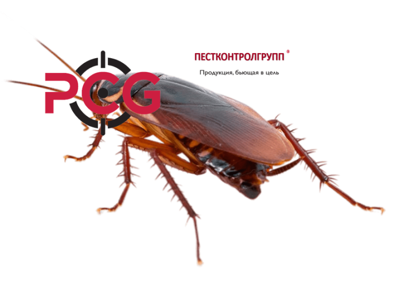 КДПП - Комплексная Дезинсекция на Предприятиях Питания КДПП - Комплексная Дезинсекция на Предприятиях Питания